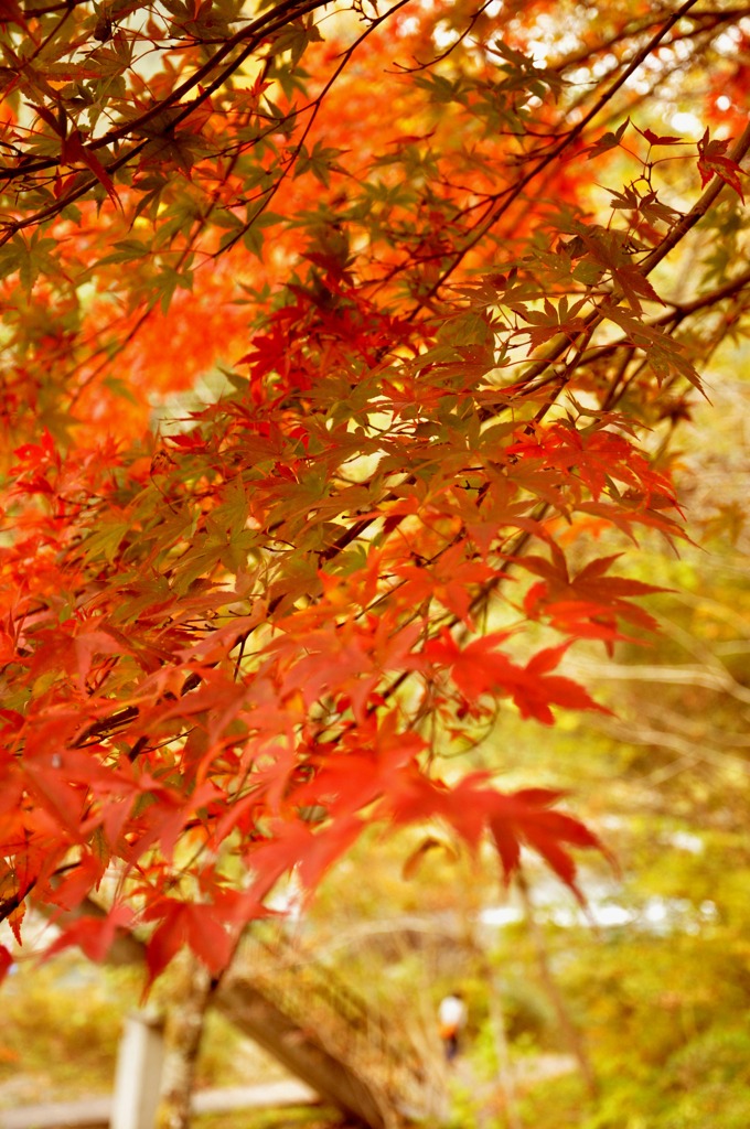 御岳紅葉４