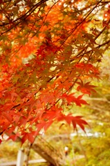 御岳紅葉４