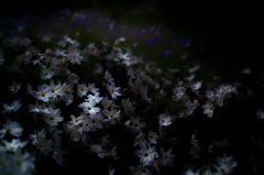 SDIM2637