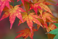 紅葉2010