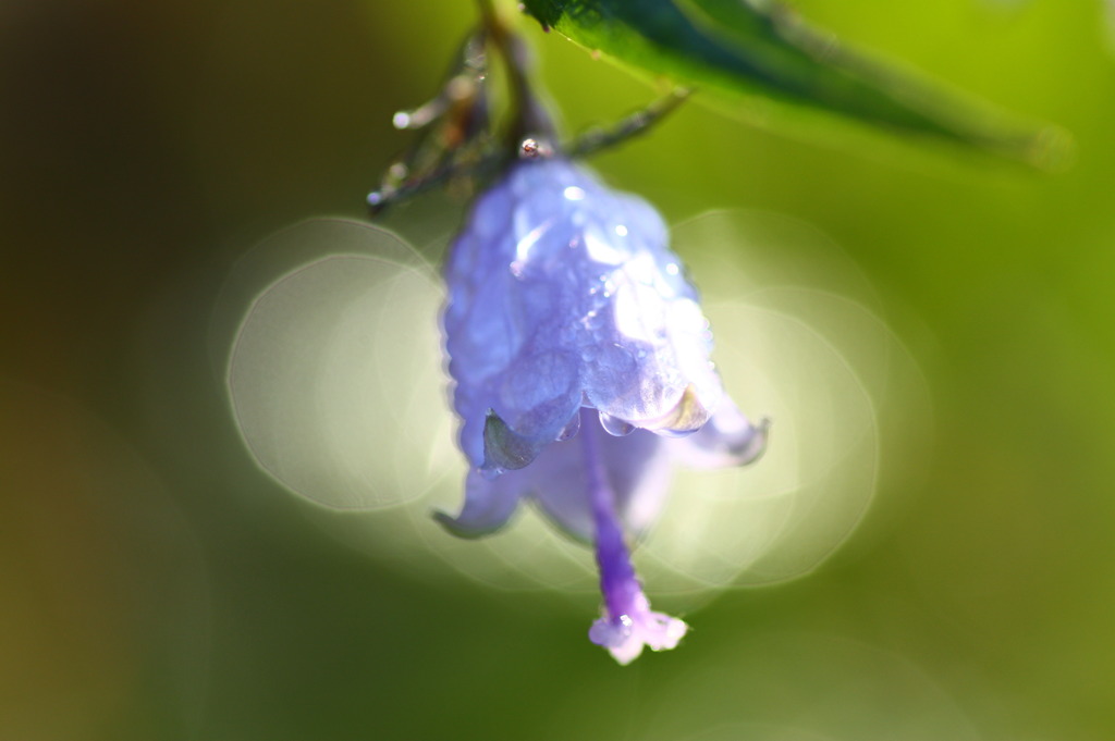 花、灯る