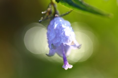 花、灯る