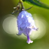 花、灯る