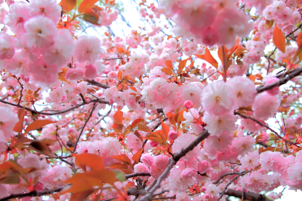 桜まみれ