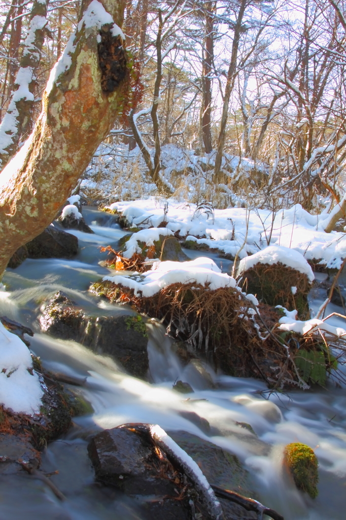 snow in forest