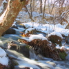 snow in forest