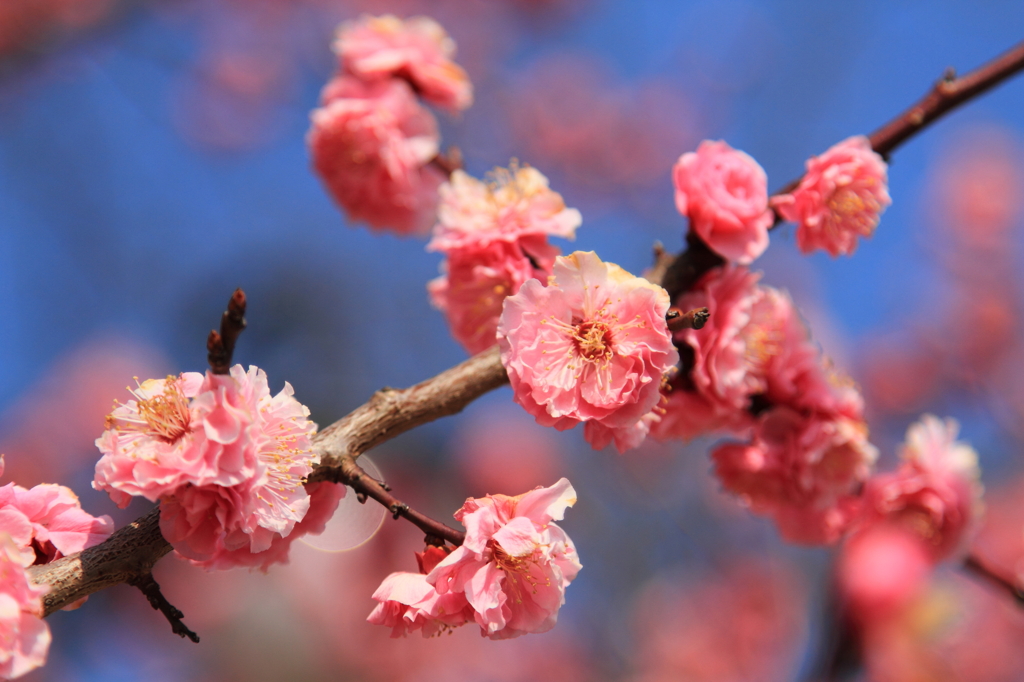 季節外れの桜