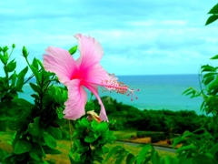 石垣に咲く花