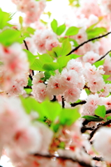 桃色桜と緑