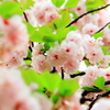 桃色桜と緑