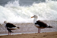 大森浜の鳥たち