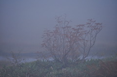 霧に佇む