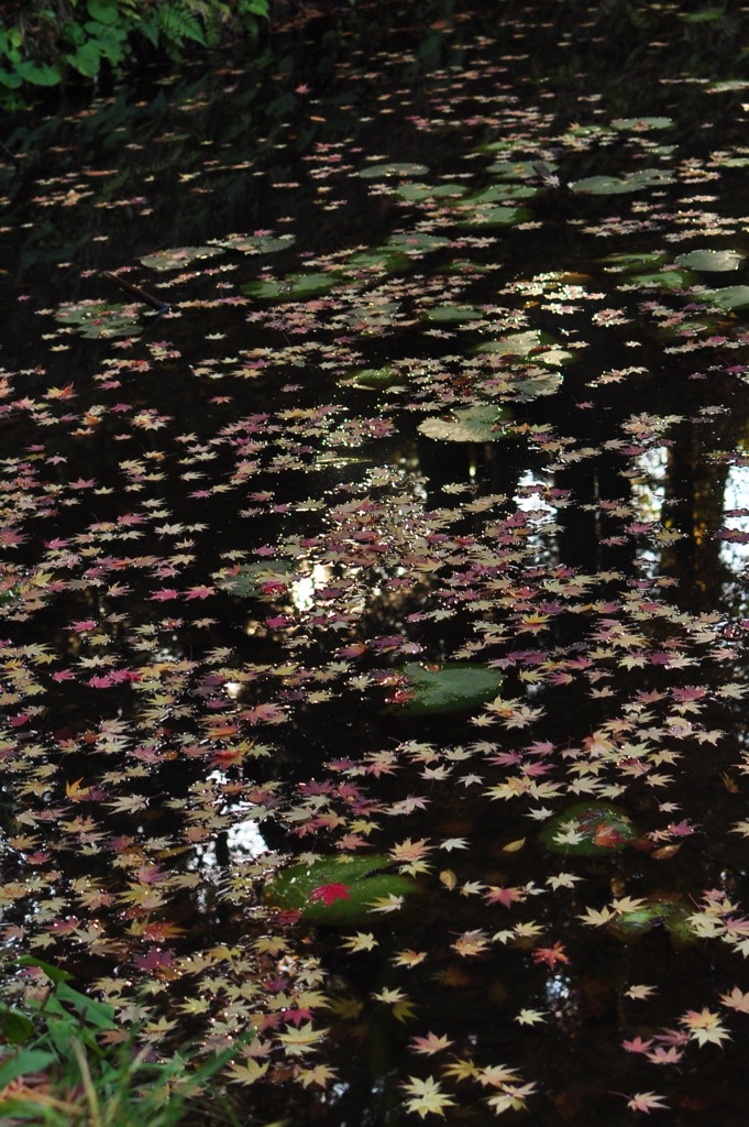 落ちてなお