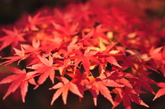 紅の葉