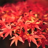 紅の葉