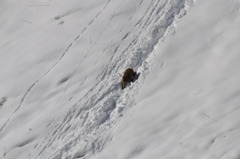 雪中行軍