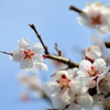 慎み深く