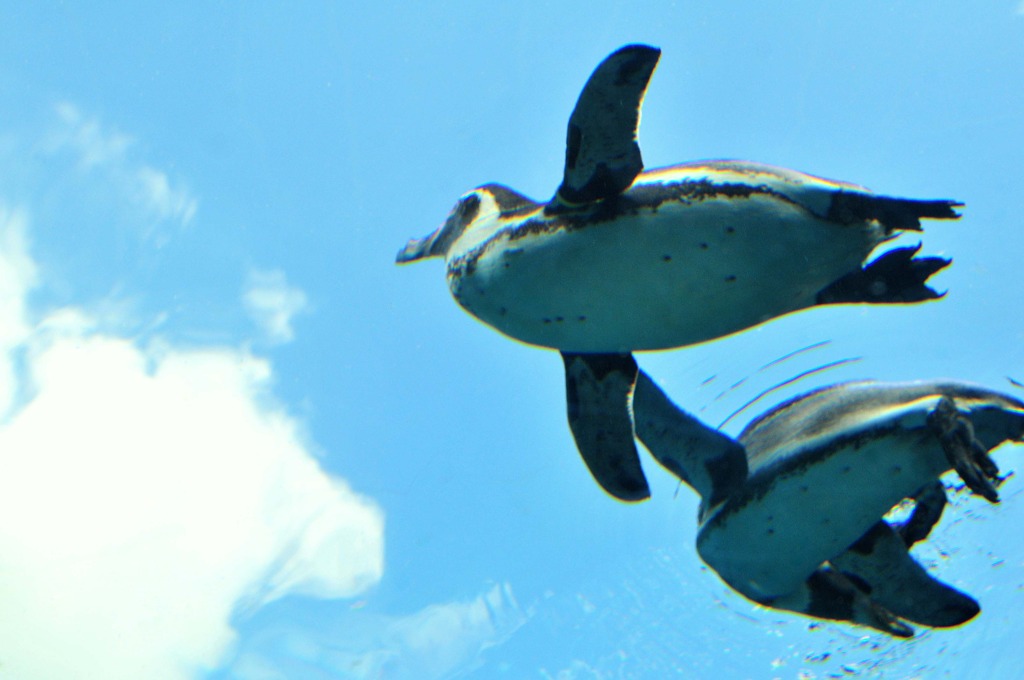 空飛ぶペンギン