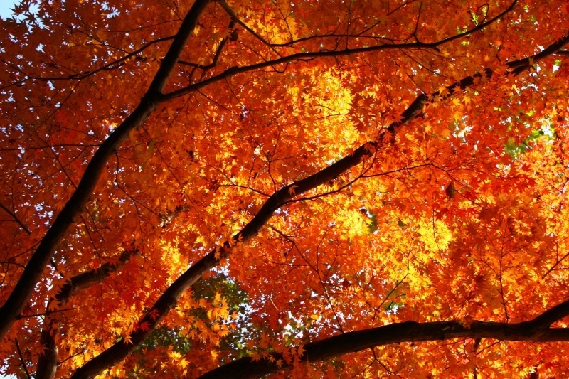 燃える秋
