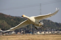 邑知潟　2010秋 初撮
