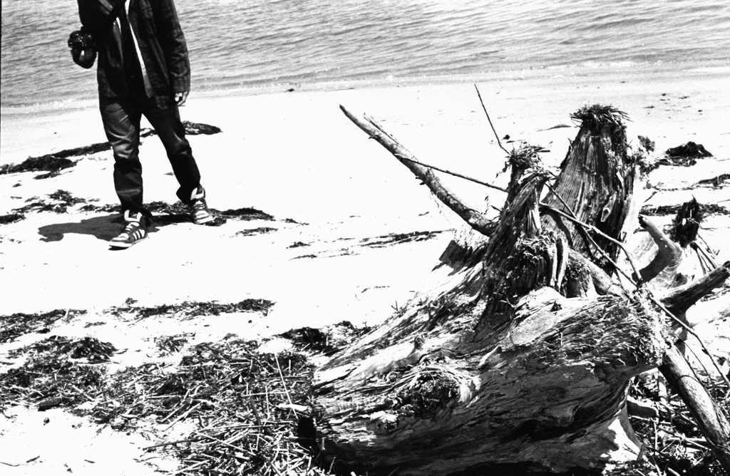 driftwood