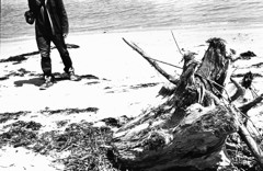 driftwood