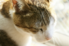 日向ぼっこ