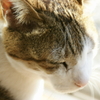 日向ぼっこ