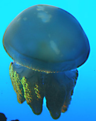 不思議な生き物