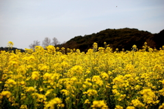 菜の花畑