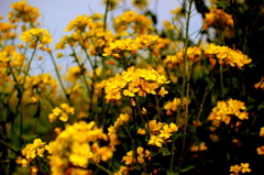 菜の花畑2