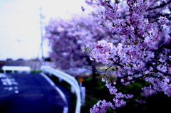 Row of cherry blossom trees