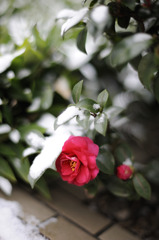 雪に咲く