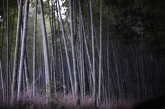 竹道