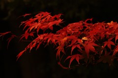 真っ赤な紅葉