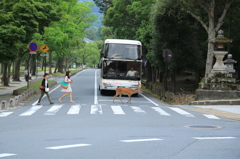 奈良は今日も平和です。