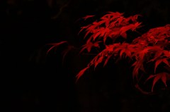 まっかっか