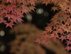 丸ぼけ