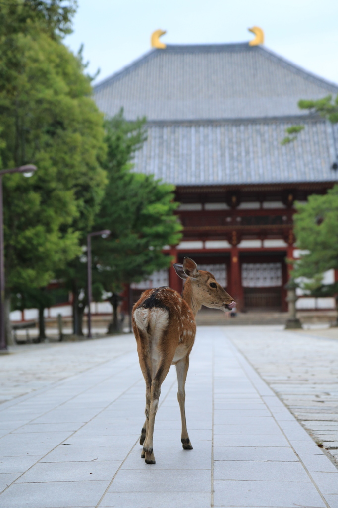 ぺろっ☆