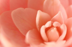 お花