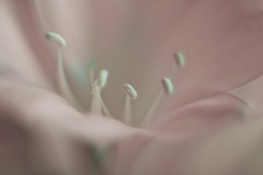 パステルカラー