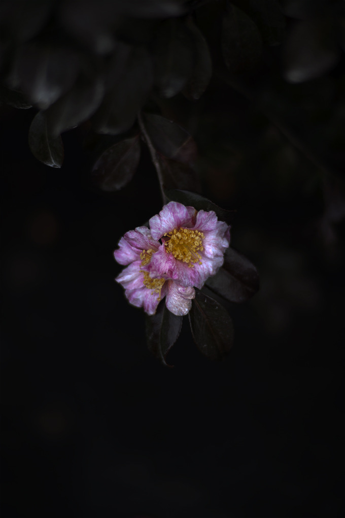 p85_002