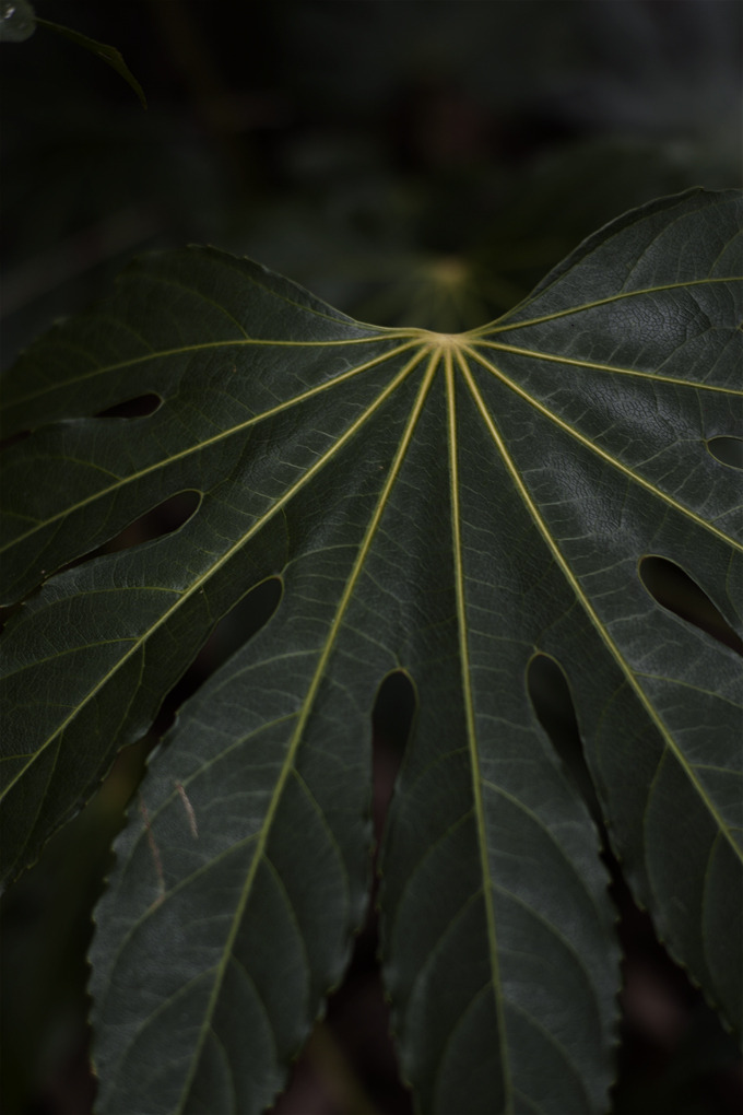 p85_004