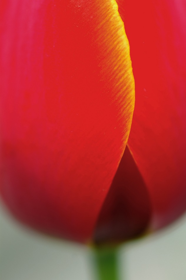 チューリップの印象（花）
