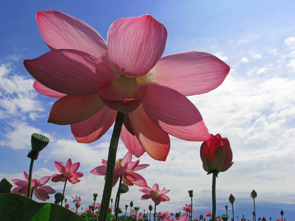 AMの花