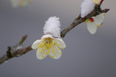 花飾り
