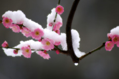 雪飾り