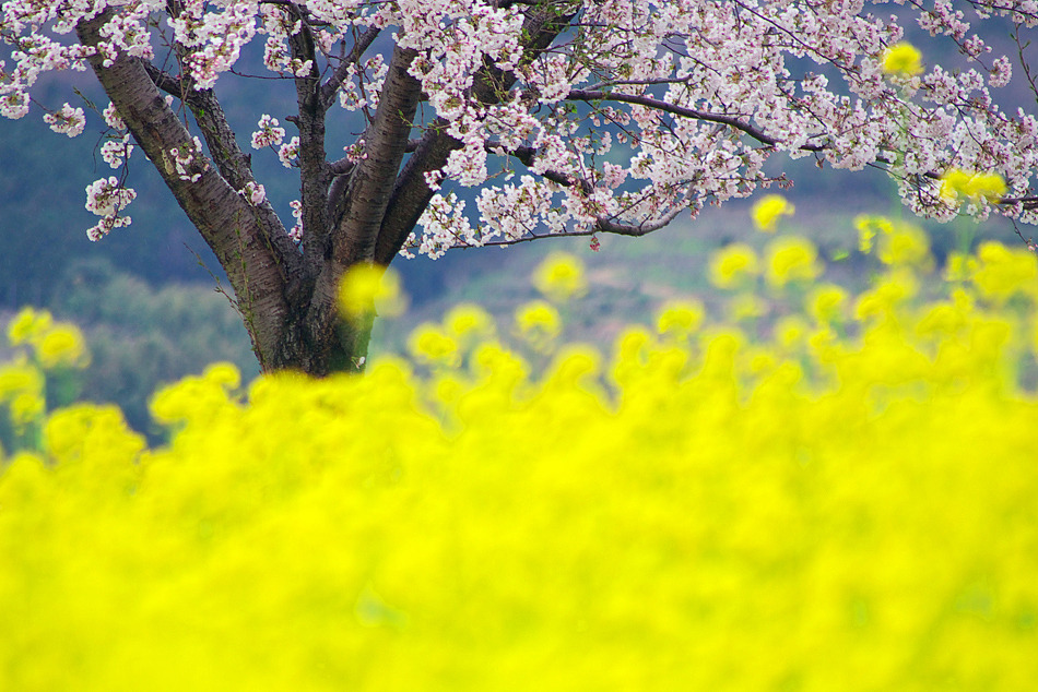 花咲く頃