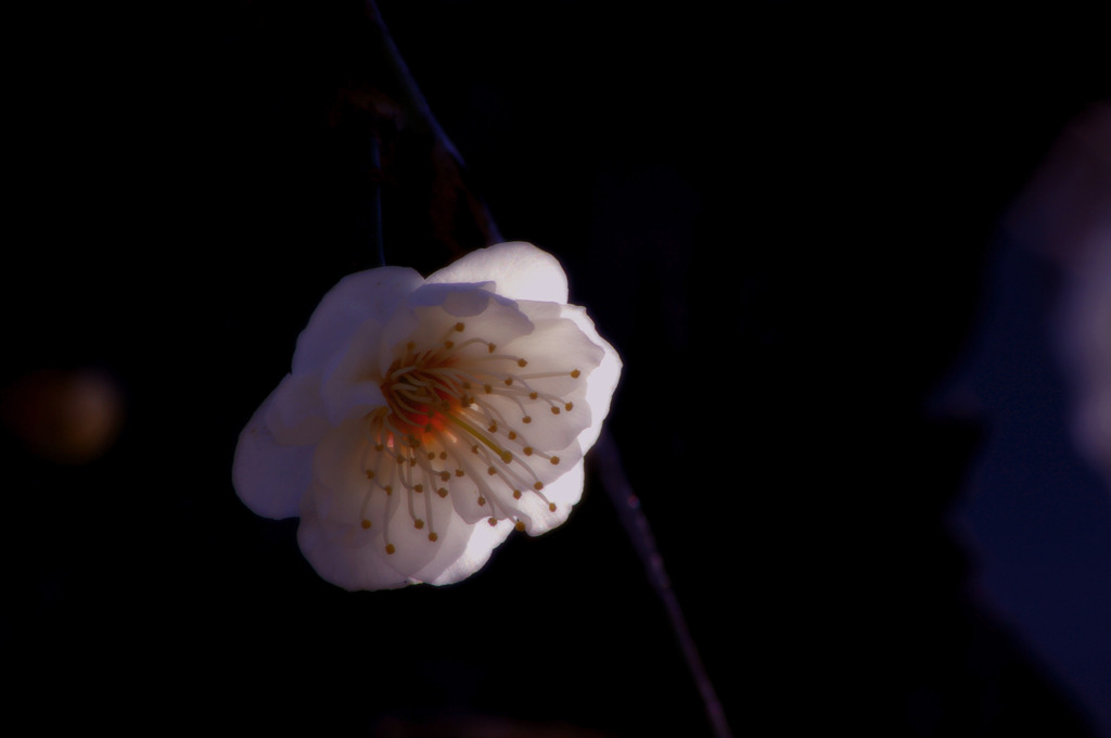 春灯す