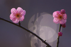 春告げ花